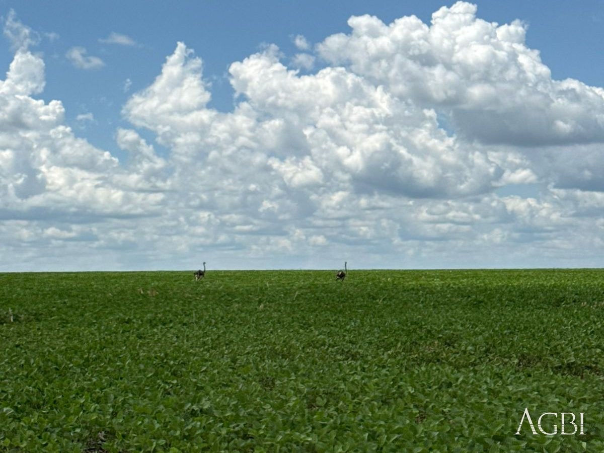 Fazenda Rincão Alegre